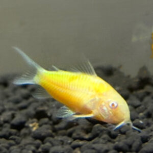 Sunburst Orange Corydora (Glo-Fish)