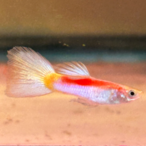 Yellow Laser Beam Male Guppy