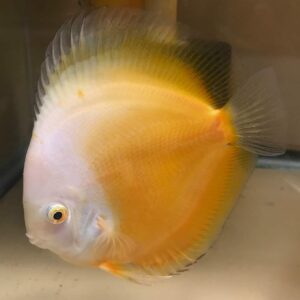 Yellow and White<br >