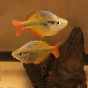 Yellow Rainbowfish (Melanotaenia herbertaxelrodi)