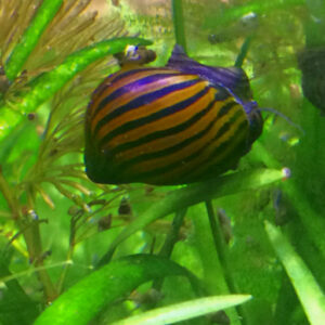 Zebra Nerite Snail