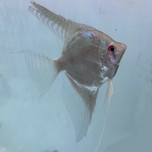 Zetum Angelfish (Zebra x F1 Altum)