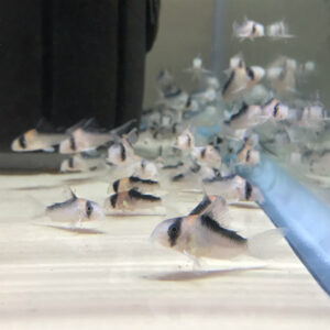Adolfo's Cory (Corydoras adolfoi)<br >