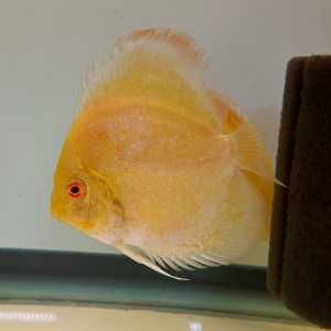 Albino Yellow Calico