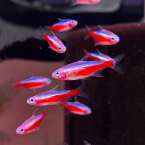 Albino Cardinal Tetra<br >CURRENTLY UNAVILABLE