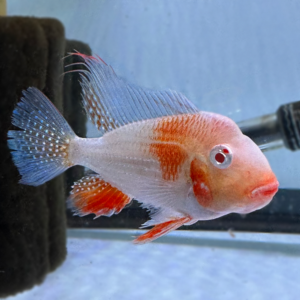 Albino Threadfin Geophagus Heckelii (Acarichthys heckelii)<br >