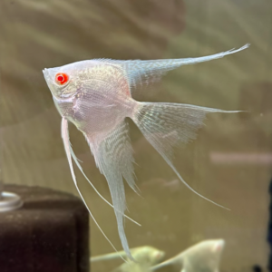 Albino Platinum Veil Angel