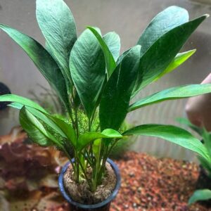 Anubia Congensis Mother Plant