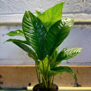 Anubias Heterophylla Mother Plant <br >
