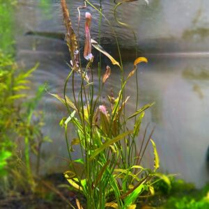 Aponogeton Natans<br >