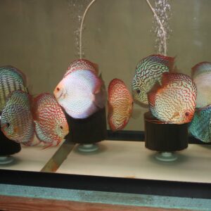 Discus Strains