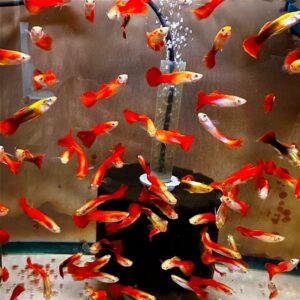 Assorted Red Male Guppy