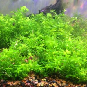 Baby Tears (Hemianthus glomeratus)