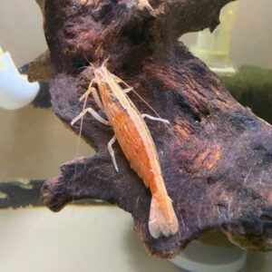 Bamboo Shrimp<br >