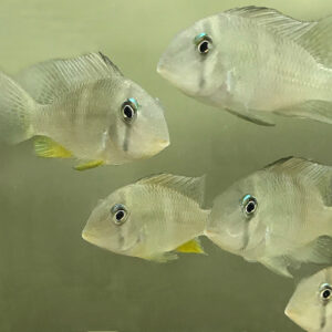Bandit Cichlid (Guianacara dacrya) <br >