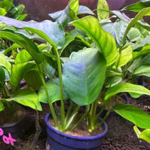 Anubias Barteri