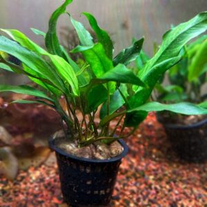 Anubias Minima Mother Plant<br >