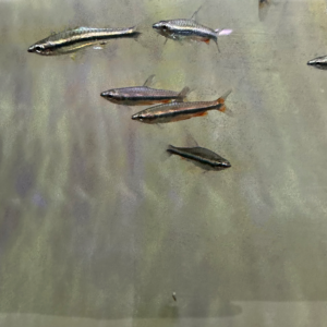 Red Beckford Pencil Fish