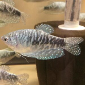 Opaline Gourami <br > currently unavailable