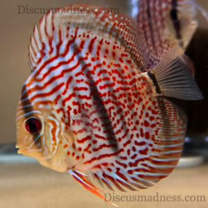 Blue Body Red Leopard X Heckel Cross<br >