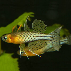 Spotted Blue-eyed Rainbow (Pseudomugil gertrudae)