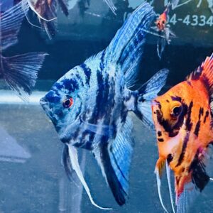 Blue Marble Angelfish