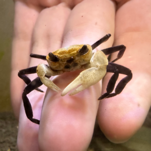 Borneo Panda Crab (Lepidothelphusa Cognetti)