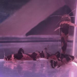 South American Bumblebee Catfish