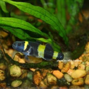 Bumble Bee Goby (Brachygobius sp.)