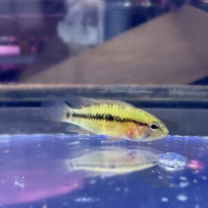 Red Shoulder Dwarf Cichlid (Apistogramma Macmasteri)