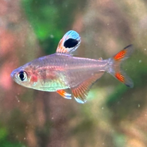 Candy Cane Tetra (Hyphessobrycon sp. HY511)<br >