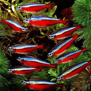 Tetras