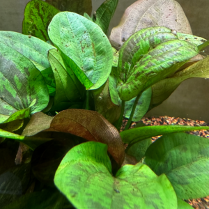 Echinodorus Chocolate Marble