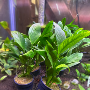 Anubias Congensis