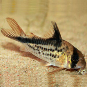 Loxozonus Corydora