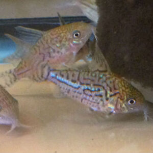 False Network Cory - (Corydora sodalis)<br >Currently Unavailable