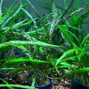 Cryptocoryne Balansae