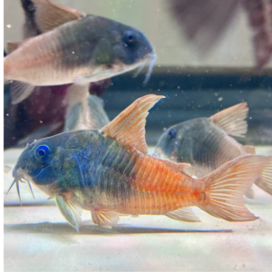 CW217 Rio Tomo Concolor Cordycora (Hoplisoma concolor Rio Tomo)