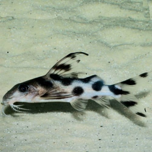 Synodontis Decorus - Clown Catfish<BR >CURRENTLY UNAVAILABLE
