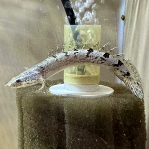 Delhizi Dragonfish (bichar) - Polypterus delhizi