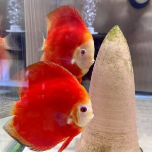 Super Red Diamond Proven Breeding Pair #2