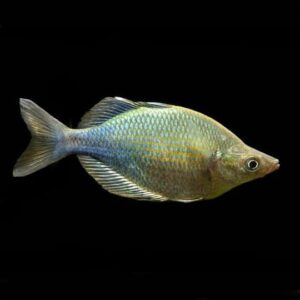 Emerald Rainbow (Glossolepis wanamensis)