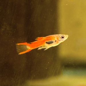 Red Endler Guppy Male Only