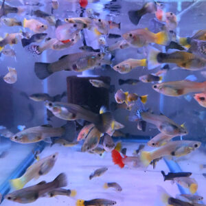 Assorted female Fancy Guppy