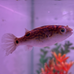 Figure 8 Puffer(Tetraodon Biocellatus)<br >