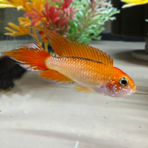 Fire Red Agassizi Apisto M/F Pair