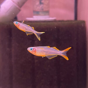 Fork Tail Blue-eyed Rainbow (Pseudomugil furcatus)