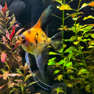 Full Body Orange Koi Angelfish (Israeli breed)