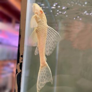 Albino Gibbiceps Pleco (Pterygoplichthys gibbiceps)<br >Currently Unavailable