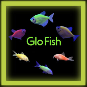 Glo-Fish